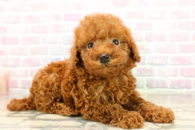 千葉県のトイプードル(トイ) (Coo&RIKU東船橋店/2025年9月15日生まれ/男の子/レッド)の子犬の3枚目の画像