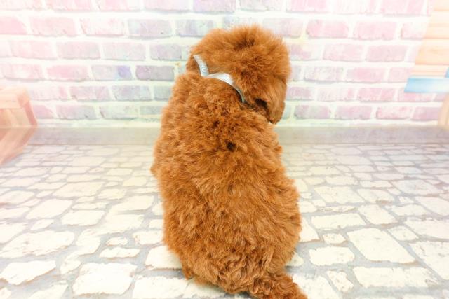 千葉県のトイプードル(トイ) (Coo&RIKU東船橋店/2025年9月15日生まれ/男の子/レッド)の子犬の4枚目の画像