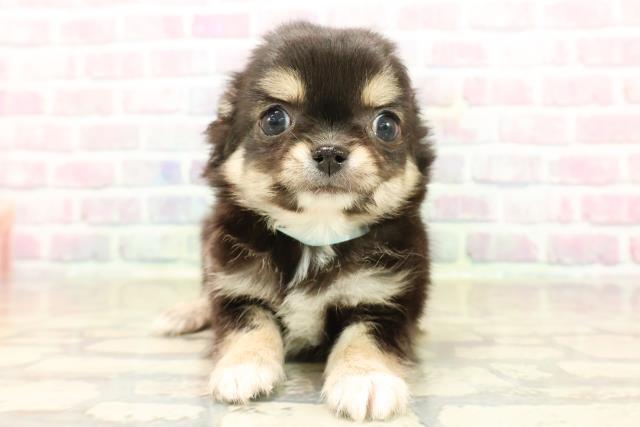 新潟県のチワワ(ロング) (Coo&RIKUイオンモール新発田店/2025年9月16日生まれ/男の子/ブラックタン)の子犬の1枚目の画像