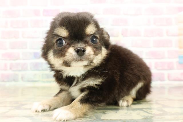 新潟県のチワワ(ロング) (Coo&RIKUイオンモール新発田店/2025年9月16日生まれ/男の子/ブラックタン)の子犬の2枚目の画像