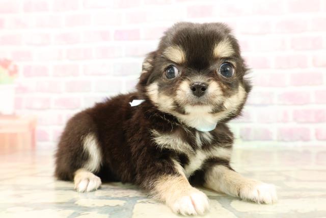 新潟県のチワワ(ロング) (Coo&RIKUイオンモール新発田店/2025年9月16日生まれ/男の子/ブラックタン)の子犬の3枚目の画像