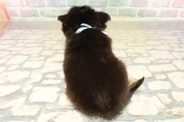 新潟県のチワワ(ロング) (Coo&RIKUイオンモール新発田店/2025年9月16日生まれ/男の子/ブラックタン)の子犬の4枚目の画像