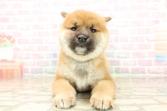 群馬県の柴犬(標準サイズ) (Coo&RIKU前橋店/2025年9月23日生まれ/男の子/赤)の子犬の1枚目の画像