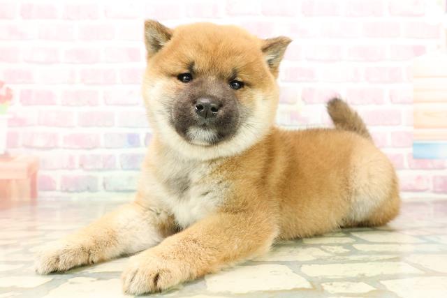 群馬県の柴犬(標準サイズ) (Coo&RIKU前橋店/2025年9月23日生まれ/男の子/赤)の子犬の2枚目の画像