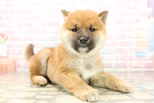 群馬県の柴犬(標準サイズ) (Coo&RIKU前橋店/2025年9月23日生まれ/男の子/赤)の子犬の3枚目の画像