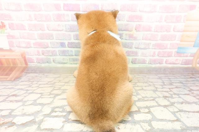 群馬県の柴犬(標準サイズ) (Coo&RIKU前橋店/2025年9月23日生まれ/男の子/赤)の子犬の4枚目の画像