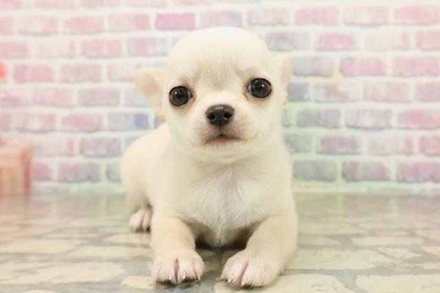 東京都のチワワ(スムース) (Coo&RIKU池袋西口店/2025年9月22日生まれ/男の子/クリーム)の子犬の1枚目の画像