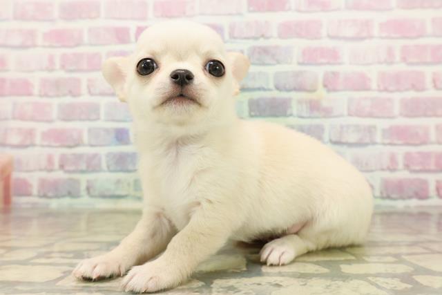 東京都のチワワ(スムース) (Coo&RIKU池袋西口店/2025年9月22日生まれ/男の子/クリーム)の子犬の2枚目の画像