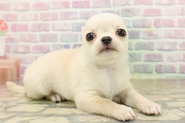 東京都のチワワ(スムース) (Coo&RIKU池袋西口店/2025年9月22日生まれ/男の子/クリーム)の子犬の3枚目の画像