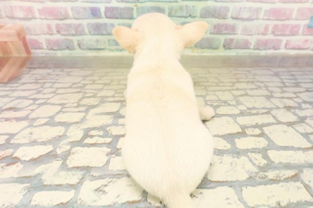 東京都のチワワ(スムース) (Coo&RIKU池袋西口店/2025年9月22日生まれ/男の子/クリーム)の子犬の4枚目の画像