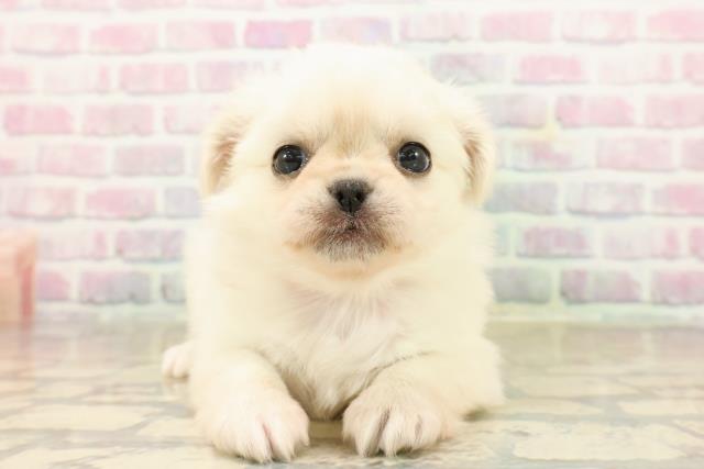 沖縄県のチワペキ/ペキチー/ペキチワ(チワワ×ペキニーズ) (Coo&RIKUイーアス沖縄豊崎店/2025年9月22日生まれ/女の子/ホワイト)の子犬の1枚目の画像