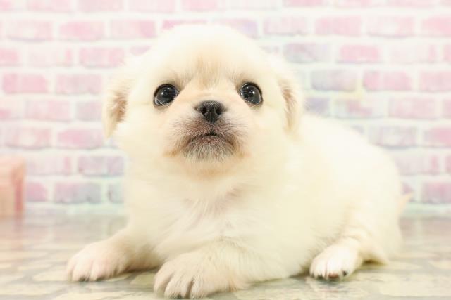 沖縄県のチワペキ/ペキチー/ペキチワ(チワワ×ペキニーズ) (Coo&RIKUイーアス沖縄豊崎店/2025年9月22日生まれ/女の子/ホワイト)の子犬の2枚目の画像