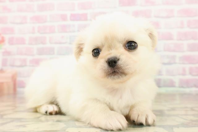 沖縄県のチワペキ/ペキチー/ペキチワ(チワワ×ペキニーズ) (Coo&RIKUイーアス沖縄豊崎店/2025年9月22日生まれ/女の子/ホワイト)の子犬の3枚目の画像