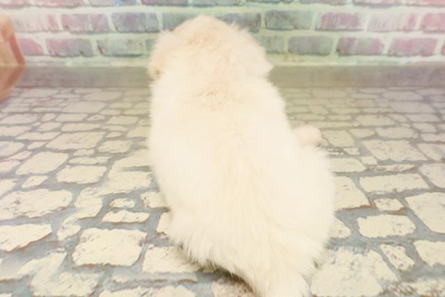 沖縄県のチワペキ/ペキチー/ペキチワ(チワワ×ペキニーズ) (Coo&RIKUイーアス沖縄豊崎店/2025年9月22日生まれ/女の子/ホワイト)の子犬の4枚目の画像