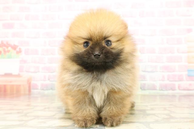 千葉県のポメラニアン (Coo&RIKU東船橋店/2025年9月14日生まれ/男の子/オレンジ)の子犬の1枚目の画像