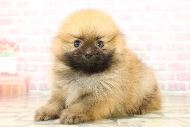 千葉県のポメラニアン (Coo&RIKU東船橋店/2025年9月14日生まれ/男の子/オレンジ)の子犬の2枚目の画像