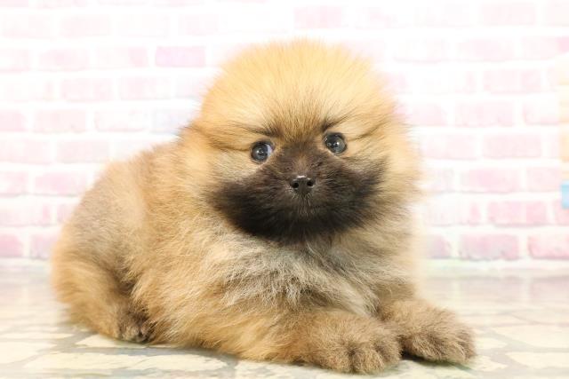 千葉県のポメラニアン (Coo&RIKU東船橋店/2025年9月14日生まれ/男の子/オレンジ)の子犬の3枚目の画像