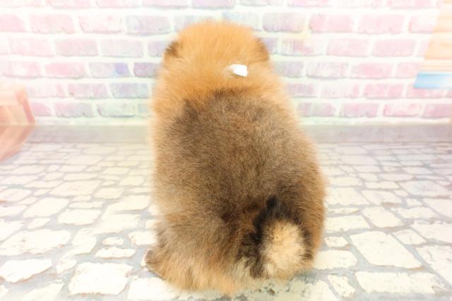 千葉県のポメラニアン (Coo&RIKU東船橋店/2025年9月14日生まれ/男の子/オレンジ)の子犬の4枚目の画像