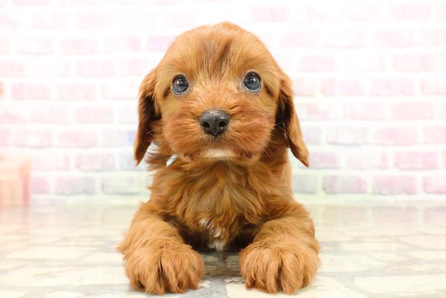 北海道のキャバプー(キャバリア×プードル) (Coo&RIKU旭川店/2025年9月23日生まれ/男の子/レッドホワイト)の子犬