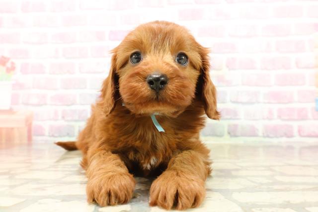 神奈川県のキャバプー(キャバリア×プードル) (Coo&RIKU横浜旭店/2025年9月23日生まれ/男の子/レッド)の子犬の1枚目の画像