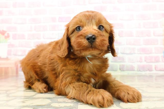 神奈川県のキャバプー(キャバリア×プードル) (Coo&RIKU横浜旭店/2025年9月23日生まれ/男の子/レッド)の子犬の3枚目の画像