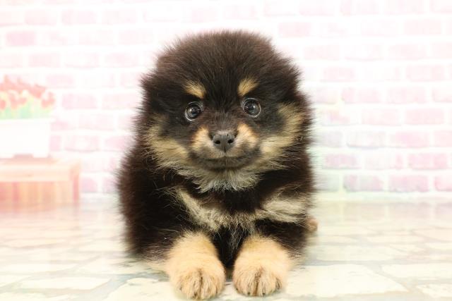 神奈川県のポメラニアン (Coo&RIKU相模原店/2025年9月21日生まれ/男の子/ブラックタン)の子犬の1枚目の画像