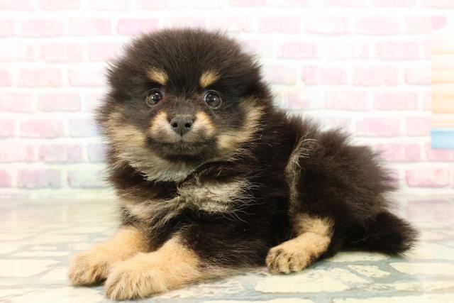 神奈川県のポメラニアン (Coo&RIKU相模原店/2025年9月21日生まれ/男の子/ブラックタン)の子犬の2枚目の画像