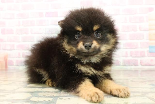 神奈川県のポメラニアン (Coo&RIKU相模原店/2025年9月21日生まれ/男の子/ブラックタン)の子犬の3枚目の画像