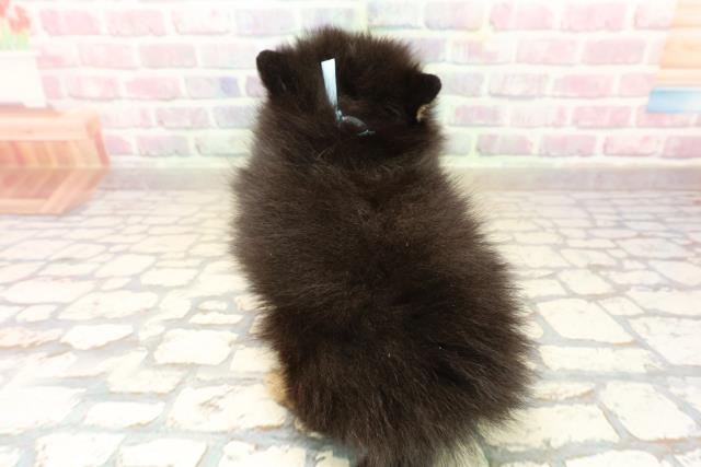 神奈川県のポメラニアン (Coo&RIKU相模原店/2025年9月21日生まれ/男の子/ブラックタン)の子犬の4枚目の画像