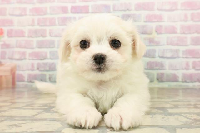 北海道のチワマル/マルチワ(チワワ×マルチーズ) (Coo&RIKU帯広店/2025年9月22日生まれ/女の子/ホワイトクリーム)の子犬