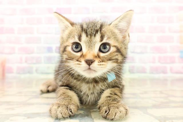 東京都のアメリカンショートヘアー (Coo&RIKU新宿三丁目店/2025年9月22日生まれ/男の子/ブラウンタビー)の子猫の1枚目の画像