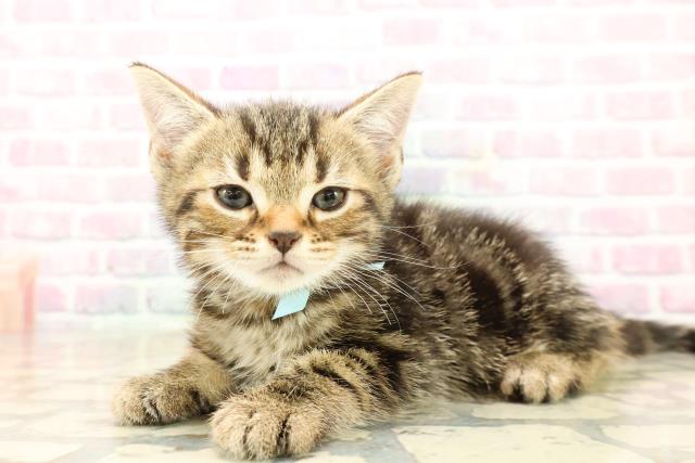 東京都のアメリカンショートヘアー (Coo&RIKU新宿三丁目店/2025年9月22日生まれ/男の子/ブラウンタビー)の子猫の2枚目の画像