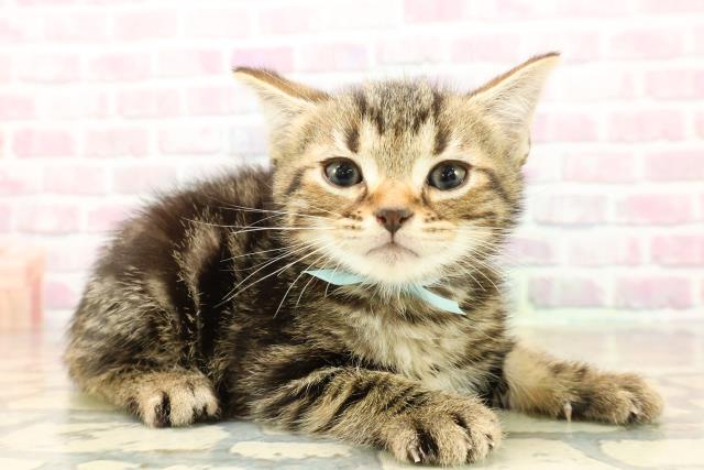 東京都のアメリカンショートヘアー (Coo&RIKU新宿三丁目店/2025年9月22日生まれ/男の子/ブラウンタビー)の子猫の3枚目の画像