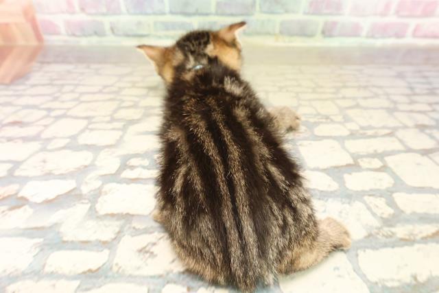 東京都のアメリカンショートヘアー (Coo&RIKU新宿三丁目店/2025年9月22日生まれ/男の子/ブラウンタビー)の子猫の4枚目の画像