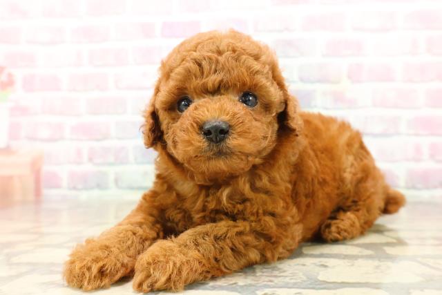 新潟県のトイプードル(トイ) (Coo&RIKU長岡店/2025年9月22日生まれ/男の子/レッド)の子犬の2枚目の画像