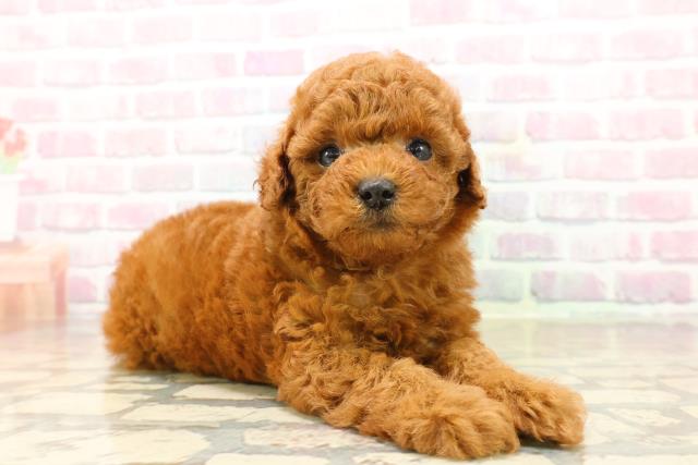 新潟県のトイプードル(トイ) (Coo&RIKU長岡店/2025年9月22日生まれ/男の子/レッド)の子犬の3枚目の画像