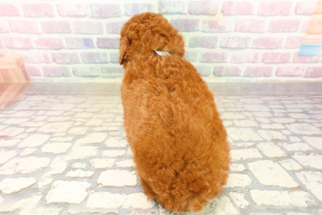 新潟県のトイプードル(トイ) (Coo&RIKU長岡店/2025年9月22日生まれ/男の子/レッド)の子犬の4枚目の画像