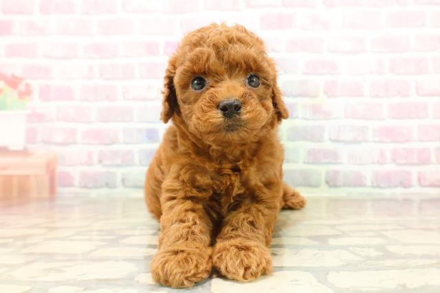 東京都のトイプードル(トイ) (Coo&RIKU中野サンモール店/2025年9月22日生まれ/女の子/レッド)の子犬の1枚目の画像