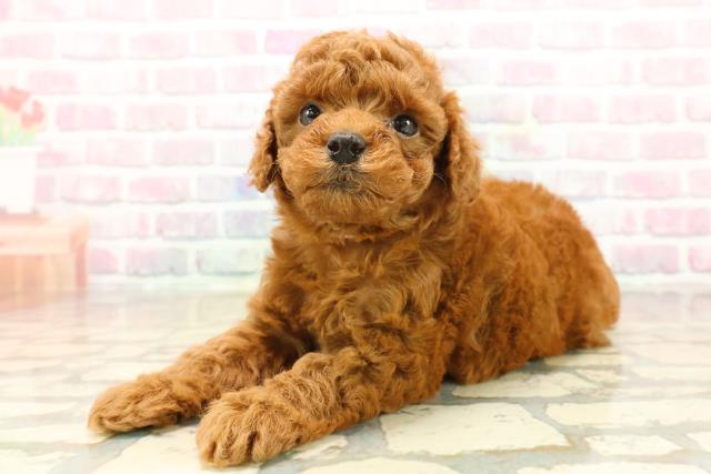 東京都のトイプードル(トイ) (Coo&RIKU中野サンモール店/2025年9月22日生まれ/女の子/レッド)の子犬の2枚目の画像