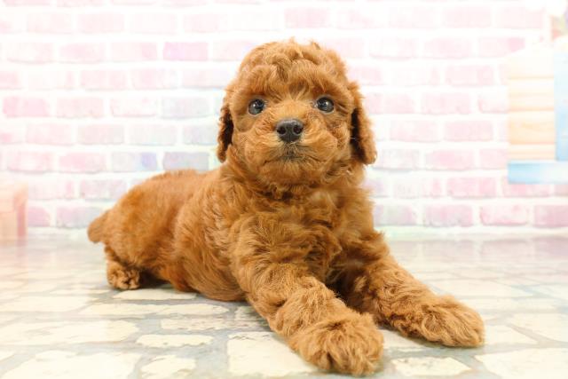 東京都のトイプードル(トイ) (Coo&RIKU中野サンモール店/2025年9月22日生まれ/女の子/レッド)の子犬の3枚目の画像