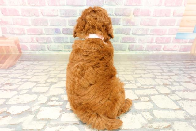 東京都のトイプードル(トイ) (Coo&RIKU中野サンモール店/2025年9月22日生まれ/女の子/レッド)の子犬の4枚目の画像