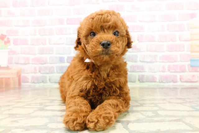 千葉県のトイプードル(トイ) (Coo&RIKU東船橋店/2025年9月22日生まれ/女の子/レッド)の子犬の1枚目の画像