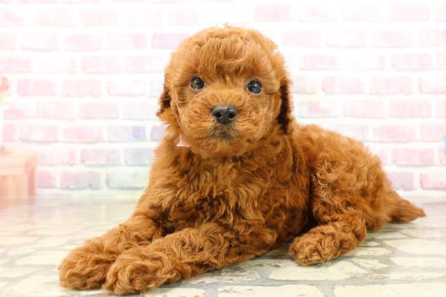 千葉県のトイプードル(トイ) (Coo&RIKU東船橋店/2025年9月22日生まれ/女の子/レッド)の子犬の2枚目の画像