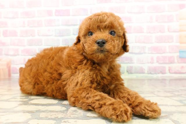 千葉県のトイプードル(トイ) (Coo&RIKU東船橋店/2025年9月22日生まれ/女の子/レッド)の子犬の3枚目の画像