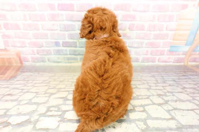 千葉県のトイプードル(トイ) (Coo&RIKU東船橋店/2025年9月22日生まれ/女の子/レッド)の子犬の4枚目の画像