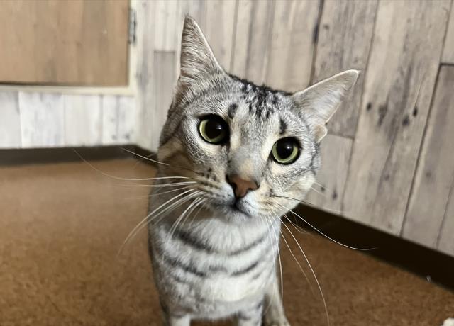 エジプシャンマウ