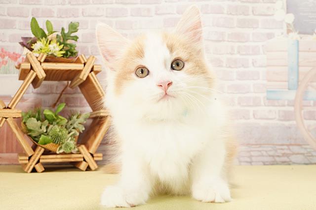 三重県のノルウェージャンフォレストキャット (Coo&RIKU四日市店/2025年9月19日生まれ/男の子/クリームタビーホワイト)の子猫の1枚目の画像