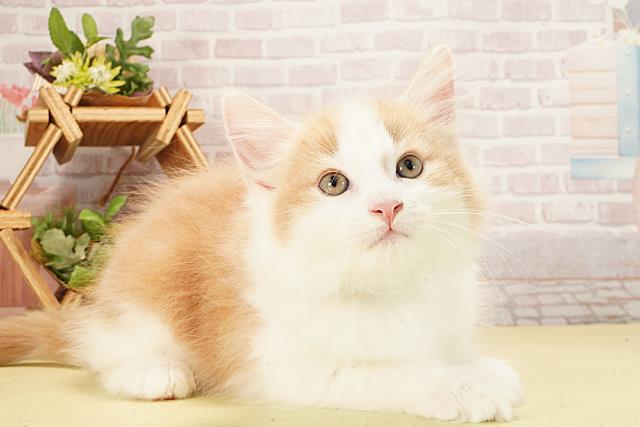 三重県のノルウェージャンフォレストキャット (Coo&RIKU四日市店/2025年9月19日生まれ/男の子/クリームタビーホワイト)の子猫の2枚目の画像