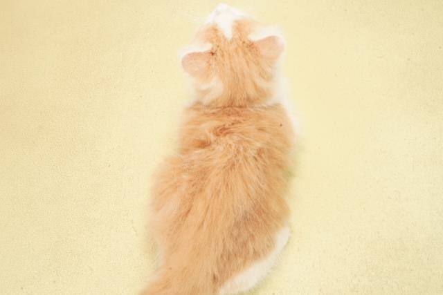 三重県のノルウェージャンフォレストキャット (Coo&RIKU四日市店/2025年9月19日生まれ/男の子/クリームタビーホワイト)の子猫の4枚目の画像