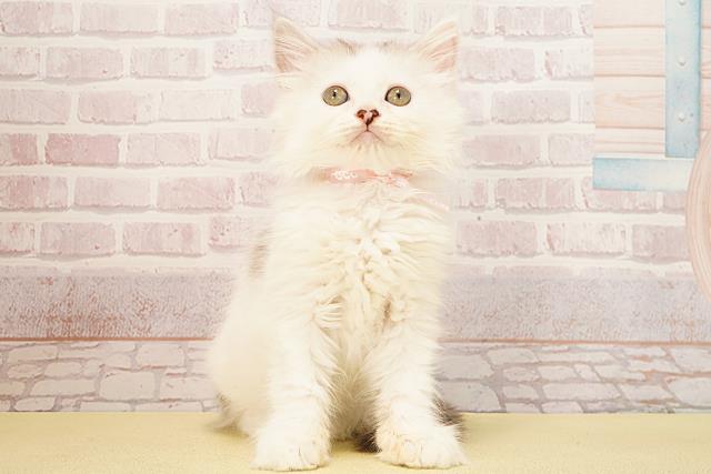 静岡県のラガマフィン (Coo&RIKU沼津店/2025年9月19日生まれ/女の子/シルバーホワイト)の子猫の1枚目の画像